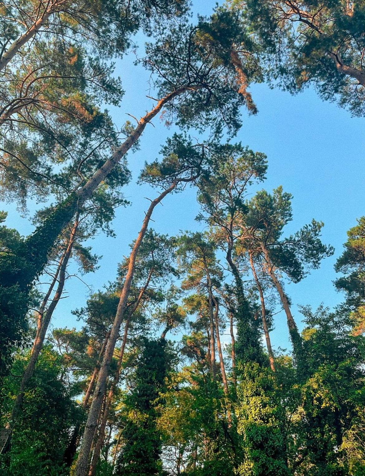 Boshuisje Pinus Sonnevijver Residences Lanaken Exterior foto